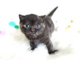 British Shorthair Tortie - Rezerveye Açık