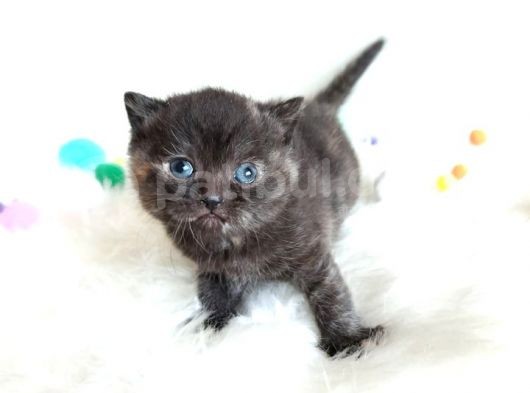 British Shorthair Tortie - Rezerveye Açık görsel