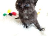 British Shorthair Tortie - Rezerveye Açık
