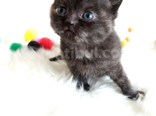 British Shorthair Tortie - Rezerveye Açık görsel