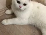Osmancık