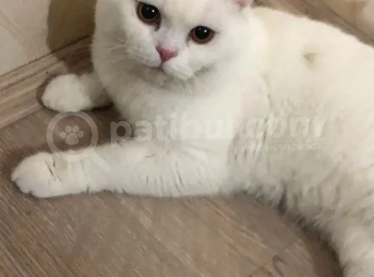Osmancık
