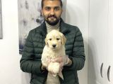 Muhteşem Golden Yavruları