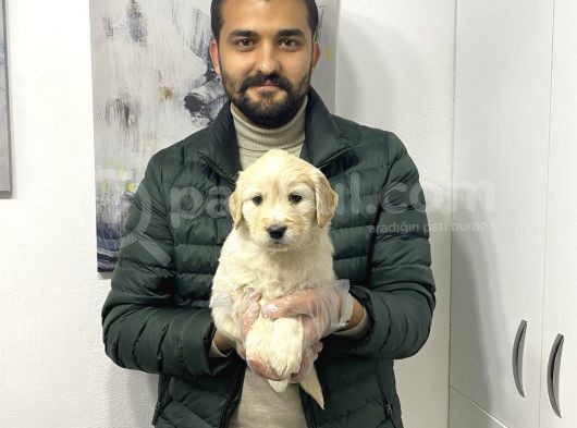 Muhteşem Golden Yavruları görsel