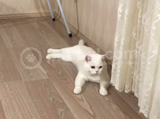 Osmancık görsel