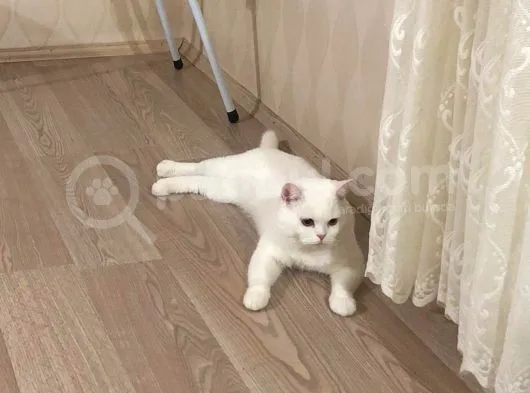 Osmancık