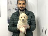 Muhteşem Golden Yavruları