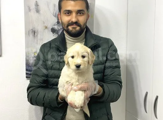 Muhteşem Golden Yavruları