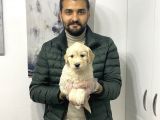 Muhteşem Golden Yavruları