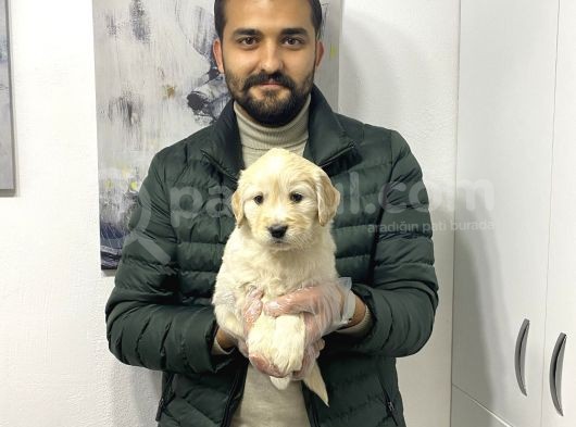 Muhteşem Golden Yavruları görsel