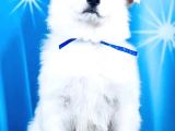 Beyaz İsviçre Çoban Köpeği