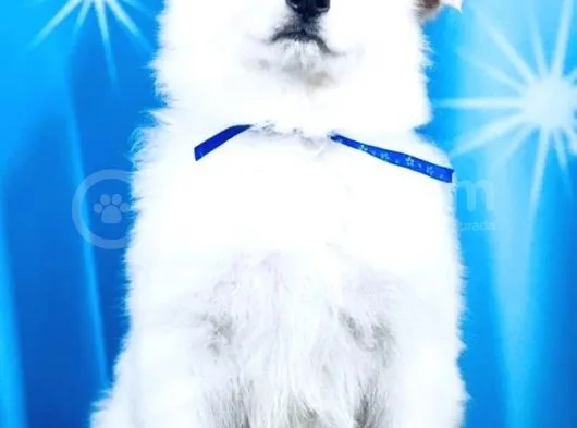 Beyaz İsviçre Çoban Köpeği