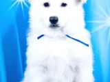 Beyaz İsviçre Çoban Köpeği
