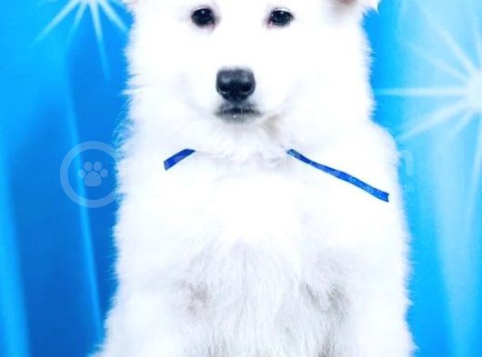 Beyaz İsviçre Çoban Köpeği görsel