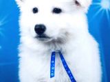 Beyaz İsviçre Çoban Köpeği