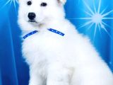 Beyaz İsviçre Çoban Köpeği