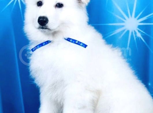 Beyaz İsviçre Çoban Köpeği görsel