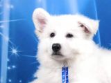 Beyaz İsviçre Çoban Köpeği