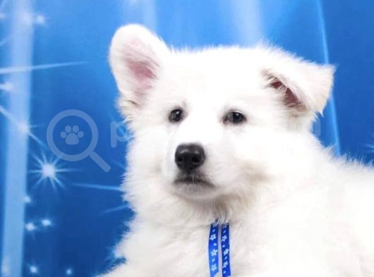 Beyaz İsviçre Çoban Köpeği görsel