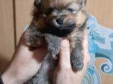 Pomeranian Yavrularım Scrli Irk Garantlili
