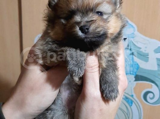 Pomeranian Yavrularım Scrli Irk Garantlili görsel