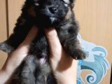 Pomeranian Yavrularım Scrli Irk Garantlili