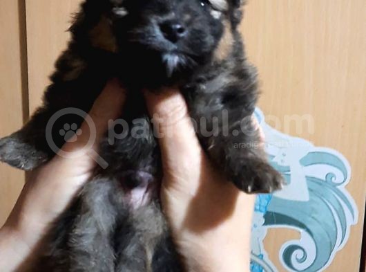Pomeranian Yavrularım Scrli Irk Garantlili görsel