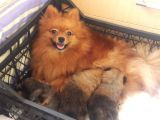 Pomeranian Yavrularım Scrli Irk Garantlili