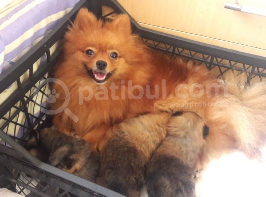 Pomeranian Yavrularım Scrli Irk Garantlili görsel