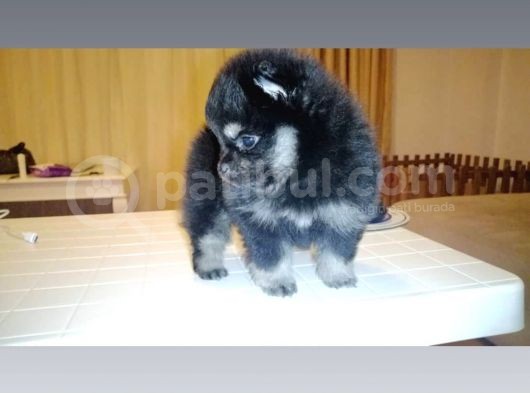 Pomeranian görsel