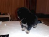 Pomeranian