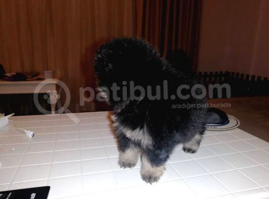 Pomeranian görsel