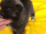 Pomeranian