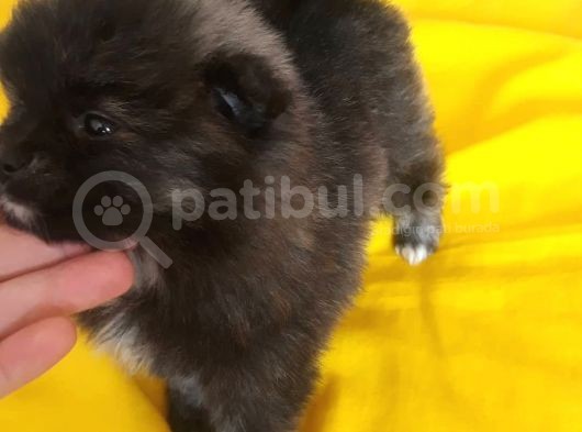 Pomeranian görsel