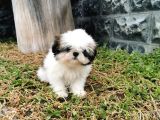 Shih Tzu Yavrularımız