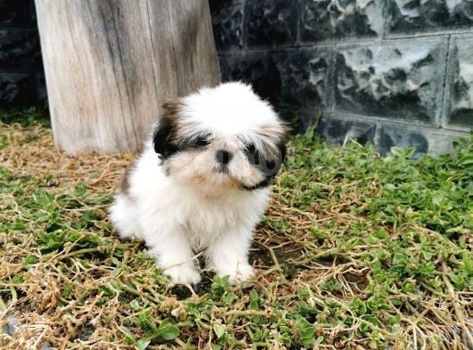 Shih Tzu Yavrularımız görsel
