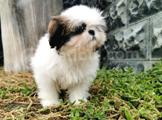 Shih Tzu Yavrularımız görsel