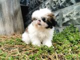 Shih Tzu Yavrularımız