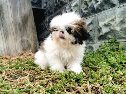 Shih Tzu Yavrularımız görsel