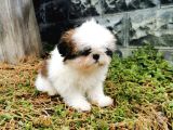 Shih Tzu Yavrularımız