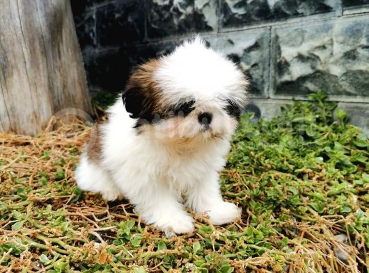 Shih Tzu Yavrularımız görsel