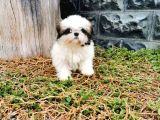 Shih Tzu Yavrularımız