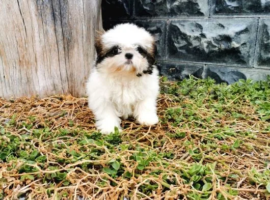 Shih Tzu Yavrularımız