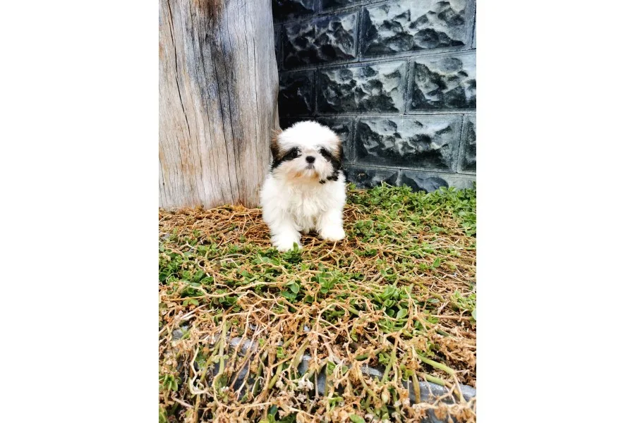Shih Tzu Yavrularımız