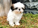 Shih Tzu Yavrularımız