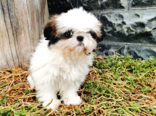 Shih Tzu Yavrularımız görsel