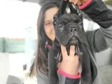 Cane Corso Yavrusu Bursa Köpek Okulu