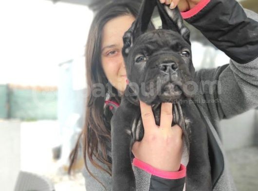 Cane Corso Yavrusu Bursa Köpek Okulu görsel