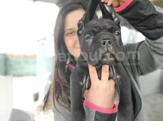 Cane Corso Yavrusu Bursa Köpek Okulu