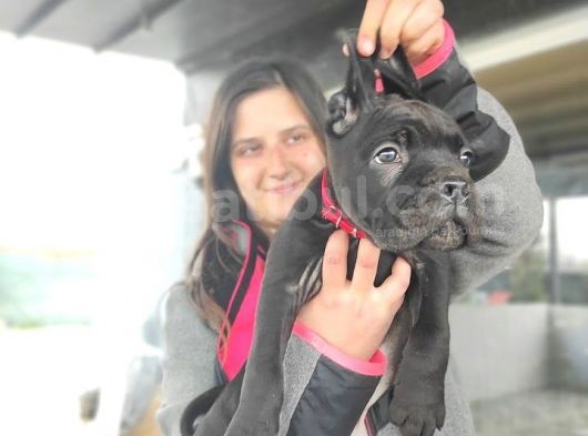 Cane Corso Yavrusu Bursa Köpek Okulu görsel